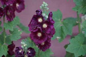 Приятно встретить соневода. Тоже вчера с "пивной банкой" погулял. На 77м2 снимаю.