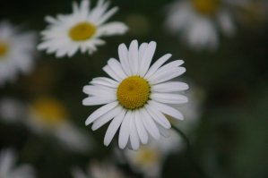 Приятно встретить соневода. Тоже вчера с "пивной банкой" погулял. На 77м2 снимаю.