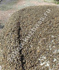 Необычный инцидент произошел в Новокузнецке 27 июля. Местный житель обнаружил в капоте своего автомобиля  Тойота Авенсис  настоящий гудящий пчелиный рой. На ночь мужчина припарковал машину во дворе дома  30 по проспекту Курако, а утром обнаружил вот такую картину: 

В капоте иномарки гудели пчелы. Ситуация привлекла внимание многочисленных прохожих, один из которых по счастливой случайности оказался владельцем пасеки и хорошо умел обращаться с этими насекомыми. Мужчина согласился помочь автовладельцу освободить иномарку от незваных гостей. 

Фотографии с места событий опубликовал Правоохранительный портал Кузбасса.