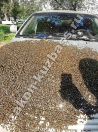 Необычный инцидент произошел в Новокузнецке 27 июля. Местный житель обнаружил в капоте своего автомобиля  Тойота Авенсис  настоящий гудящий пчелиный рой. На ночь мужчина припарковал машину во дворе дома  30 по проспекту Курако, а утром обнаружил вот такую картину: 

В капоте иномарки гудели пчелы. Ситуация привлекла внимание многочисленных прохожих, один из которых по счастливой случайности оказался владельцем пасеки и хорошо умел обращаться с этими насекомыми. Мужчина согласился помочь автовладельцу освободить иномарку от незваных гостей. 

Фотографии с места событий опубликовал Правоохранительный портал Кузбасса.