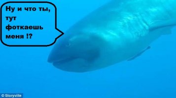 Редчайшую большеротую акулу засняли у берегов Индонезии