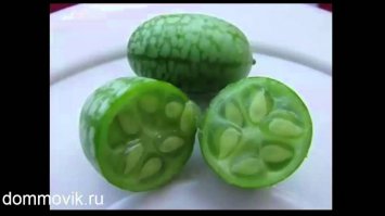 На фото 3 не арбуз, а мелотрия или африканский огурец. Травянистое растение семейства тыквенных, родиной которого является Африка.