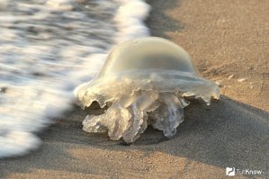 Где спирт разливают, меня подождите!