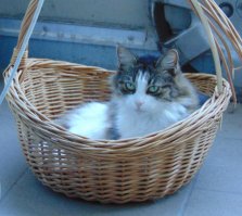 В корзине...