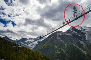 Кто объяснит, зачем тут дерево?