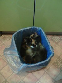 Эти кошки могут залезть куда угодно!