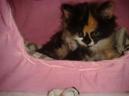 Эти кошки могут залезть куда угодно!