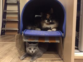 Эти кошки могут залезть куда угодно!