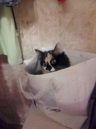 Эти кошки могут залезть куда угодно!