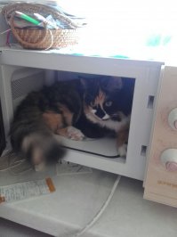 Эти кошки могут залезть куда угодно!