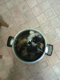 Эти кошки могут залезть куда угодно!