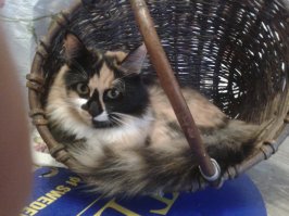 Эти кошки могут залезть куда угодно!