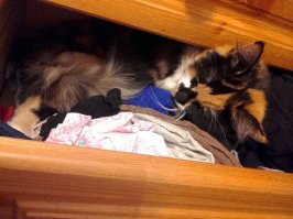 Эти кошки могут залезть куда угодно!