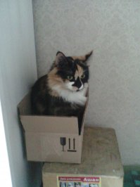 Эти кошки могут залезть куда угодно!