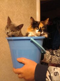 Эти кошки могут залезть куда угодно!