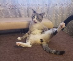 Кот на фото точь в точь как мой. Тест дивана.