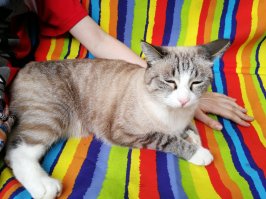 Тест качели на даче. Неужели порода такая есть?