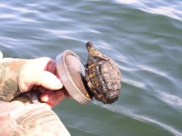 Ловись рыбка...