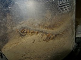 У нас этой живности с избытком и если мухоловка лишь шуршит ,то сколопендра реальный монстр вызывающий какие то атавистические фобии на уровне рефлексов. Однажды жена в душе устроила такой  визг ,что я думал она выпала в шпигат слива. Заскакиваю в душ ,а она стоит и визжит на здоровенной сколопендрой и такая эта тварь мерзкая что я чуть не завопил с женой дуэтом. Хорошо стоял в коридоре пылесос и я учудище отправил в прозрачную колбу пылесоса. Там в слоях пыли и шерсти кота бесновалась ,явно не довольная такими аттракционами хитиновая тварь . Можно было хоть ужастик снимать , так как тварь активно бороздила барханы пыли и билась о пластик колбы. Жена просто стонала , убей эту тварь...Мои аргументы что сей инсект в Красной Книге ,её не волновали и кровожадность зашкаливала. В результате тварища ,сгинула в бездне унитаза и продолжила свой квест где то в топях канализации..Мухоловка по сравнению со сколопендрой настоящая няшка ...