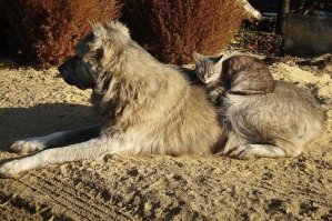 Мне вот эта нравится)))