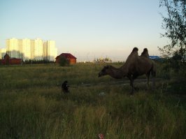 Тоже Нижневартовск. Много лет назад.... Факел на где-то на Белозерке.