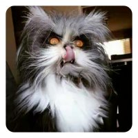 Новый тренд: коты с крошечными мордочками! Смешно или жутковато?