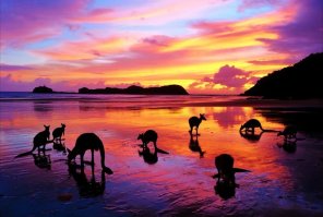 Они какают?