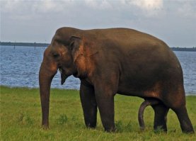 со слоником та же история