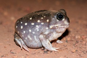 Фото не мое, а моего друга фотографа. С его разрешения.