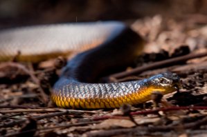 ОЧЕНЬ ядовитая