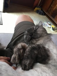 Мой тоже собак всех гоняет, особенно если они мимо загородного дома нашего, решат идти. Соседка когда своего пса выгуливает, наш дом стороной обходит. Боевой котейка! А когда я приезжаю, котишка за городом, с родителями живет, то тогда включается режим няш-мяш, он забирается ко мне на колени, или в ноги и нет милее существа. Так и живем.