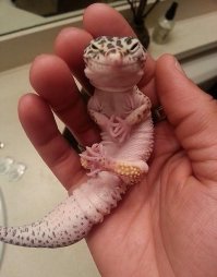 Фотогеничность в мире животных: бесподобная горилла позирует фотографу в зоопарке