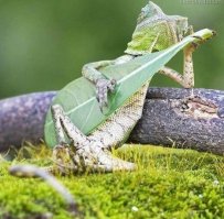 Фотогеничность в мире животных: бесподобная горилла позирует фотографу в зоопарке