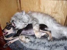 Наглость зашкаливает: коты, использующие собак вместо подушки