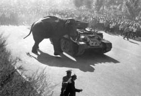 Если кто помнит историю, так был реальный случай - в 1941 году слона эвакуировал с Украины дрессировщик в Ереван. Там они и остались до 1970 года. 
Слона потом расстреляли... 
Причем слон своему Ване жизнь в 1941году спас, а вот Ваня в 1970 слону Вове нет, не защитил.