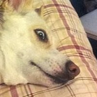 Наглость зашкаливает: коты, использующие собак вместо подушки