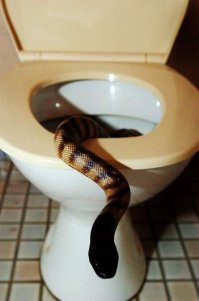 А вот пару фото и пост, убедительно доказывающий, что не сильно и хотелось в Австралию