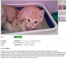 Женщина написала смешное объявление, чтобы избавиться от петуха