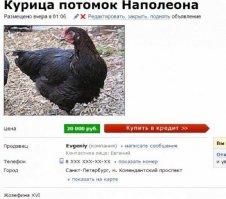 Женщина написала смешное объявление, чтобы избавиться от петуха