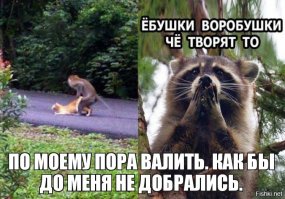 Прикольные комментарии и высказывания из социальных сетей