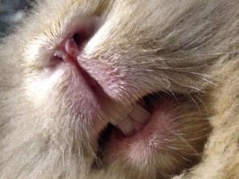 Вот Вам всем офисный кролик на выходные. Он в в своей  клетке зарабатывает на жизнь. Когда сотрудники могут они забирают его с собой. Он не голодает. Его все любят.