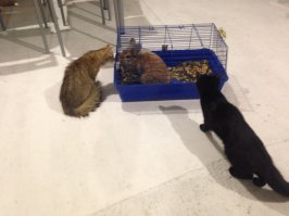 Вот Вам всем офисный кролик на выходные. Он в в своей  клетке зарабатывает на жизнь. Когда сотрудники могут они забирают его с собой. Он не голодает. Его все любят.