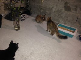 Вот Вам всем офисный кролик на выходные. Он в в своей  клетке зарабатывает на жизнь. Когда сотрудники могут они забирают его с собой. Он не голодает. Его все любят.