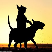Извиняюсь, конечно, но учитывая подпись к фото, у ездового пятая "нога")