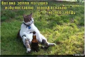 Эти кошки могут залезть куда угодно!