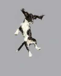 Собаки, которые думают, что они — кошки