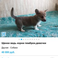 Вы еще котов на авито не покупали... Там тоже, каждый первый двортерьер - сибирский, а каждый второй "сфинкс" - бритый первый "сибирский".