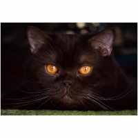 Думаю тут достаточно одних котиков, без хозяек.