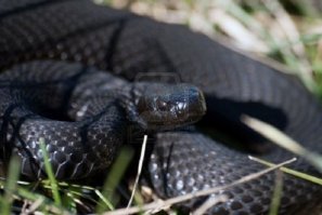 Черная мамба. На коротких дистанциях развивает скорость до 11км/ч.