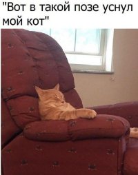 Если вы увидите ,в каких позах спят мои коты,камасутра покажтся вам детской книжкой